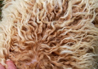 Rutlands Australian Cobberdog ideal thinner curly fleece coat non shedding easy maintained