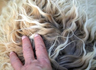 Rutlands Australian Cobberdog ideal wavy fleece coat non shedding