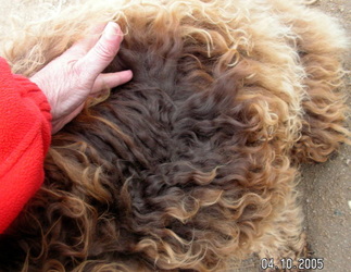 Rutlands Australian Cobberdog chocolate curly fleece. non shedding old style too thick high maintenance